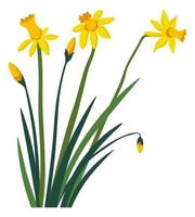 Narcissus flower in blossom, blooming daffodil vector