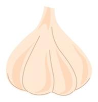 Garlic ingredient for cooking, spices and food vector