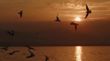 djur- fågel seagulls flygande i solnedgång video