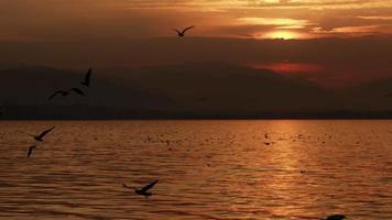 animale uccello gabbiani volante nel tramonto video
