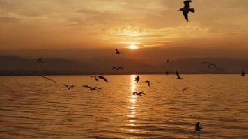 djur- fågel seagulls flygande i solnedgång video