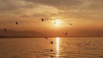 animales aves gaviotas volando al atardecer video