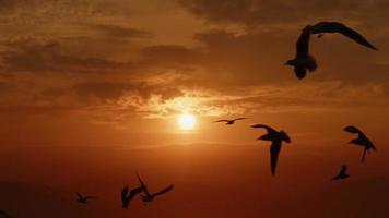 animales aves gaviotas volando al atardecer video