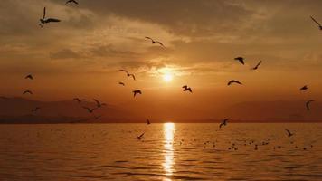 dier vogel meeuwen vliegend in zonsondergang video