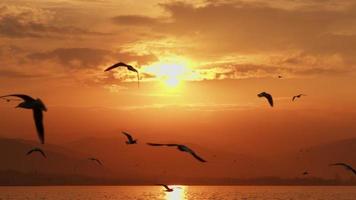 animales aves gaviotas volando al atardecer video