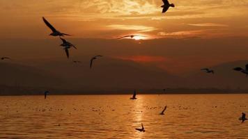 tier vogel möwen fliegen im sonnenuntergang video