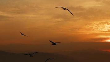 dier vogel meeuwen vliegend in zonsondergang video