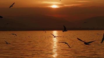 animal pássaro gaivotas voando no pôr do sol video