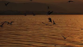 djur- fågel seagulls flygande i solnedgång video