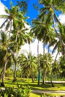 palmeras de coco en la playa de arena en seyshelles foto