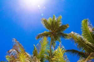 palmera de coco en la playa de arena en seyshelles foto