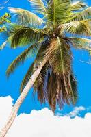 Tropical coconut palm tree in Seyshelles background the sky photo