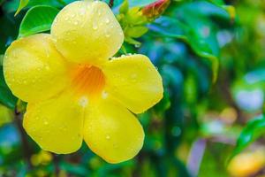 Close-up beautiful yellow hibiscus flower photo