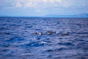 Dolphins in open blue sea swimming next to each other photo