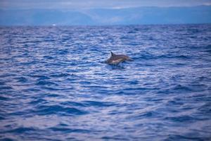 Dolphins swimming in open sea, Bohol, Philippines photo