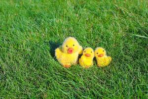 Closeup yellow chickens on Easter holiday photo