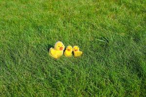 pollitos amarillos sobre hierba verde foto