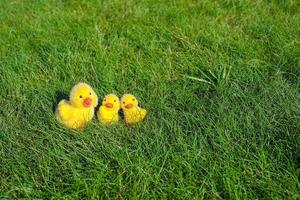 símbolo de las vacaciones de pascua - pequeños pollos amarillos sobre hierba verde foto