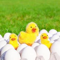 White chicken eggs in an egg holder and yellow chickens photo