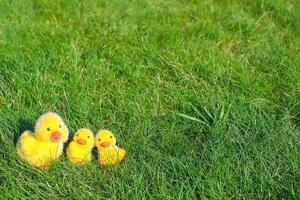 símbolo de las vacaciones de pascua - pequeños pollos amarillos sobre hierba verde foto