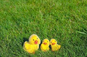 Symbol of the Easter holiday - little yellow chickens on green grass photo