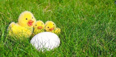 White egg in green grass and chickens closeup photo