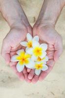 Closeup of male hands holding Plumeria tropical flower photo