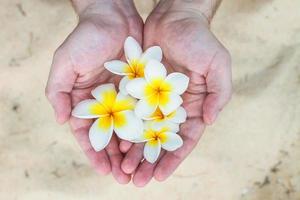 Closeup of male hands holding Plumeria tropical flower photo