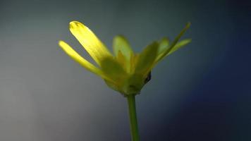 beautiful yellow flower on a blue background video
