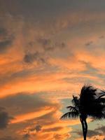 Beautiful coconut palm tree with amazing vivid sky at sunset photo