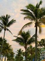 Beautiful coconut palm tree with amazing vivid sky at sunset photo