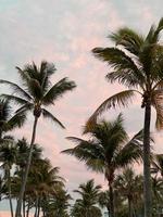 hermosa palmera de coco con un increíble cielo vívido al atardecer foto