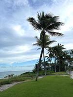 Beautiful coconut palm tree with amazing vivid sky photo