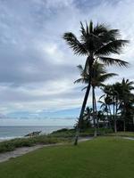 Beautiful coconut palm tree with amazing vivid sky photo