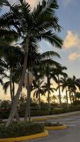 Beautiful coconut palm tree with amazing vivid sky at sunset photo