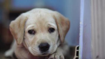 portret van een klein grappig hond labrador video