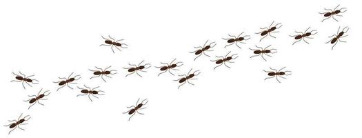 Ant trail in cartoon style vector