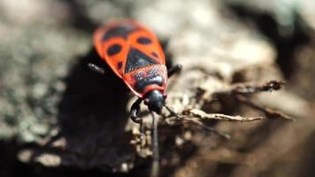 primer plano del escarabajo soldado rojo en la naturaleza video