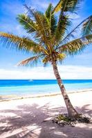 Perfect white tropical beach with palm tree on it photo