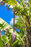 flor de plátano y racimo en el cielo azul de fondo de palma