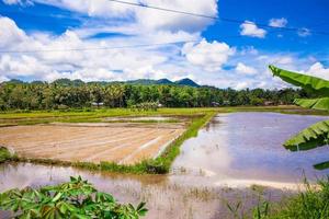 campo de arroz verde en el pueblo filipino en la isla de bohol foto