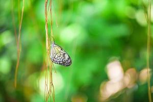 primer plano de una mariposa en una rama con fondo verde foto