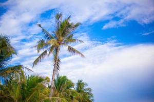 palmera de coco en la playa de arena en filipinas foto