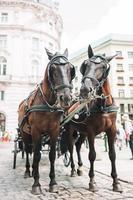 Traditional horse coach Fiaker in Vienna Austria photo