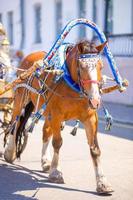 entrenador de caballos tradicional fiaker en europa foto