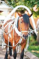 Traditional horse coach Fiaker in Europe photo