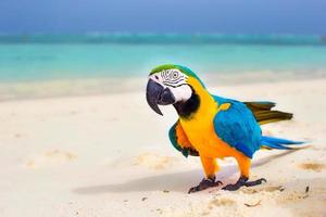 Closeup colorful bright parrot on white sandy beach at tropical island photo