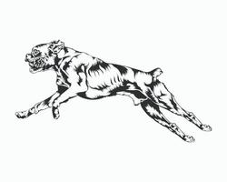 Boxer Dog Vector illustration, Boxer Dog Vector on White Background