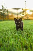 Black curiously kitten outdoors in the grass summer - pet and domestic cat concept. Copy space and place for advertising photo