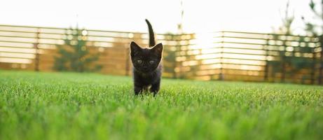 Banner Black curiously kitten outdoors in the grass summer copy space - pet and domestic cat concept. Copy space and place for advertising